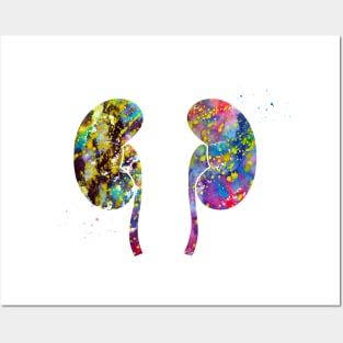 The Kidneys anatomy Posters and Art